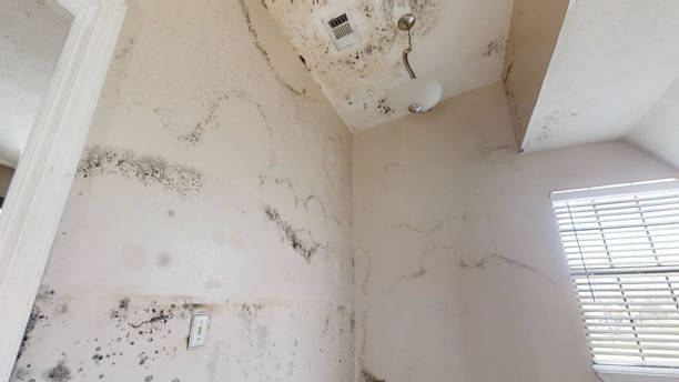  New Hope, PA Mold Removal Pros