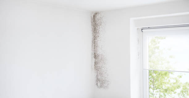 New Hope, PA Mold Removal Company