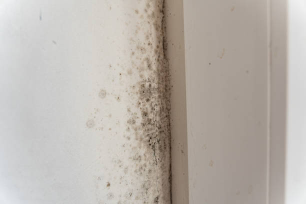Best Real Estate Mold Inspection  in New Hope, PA